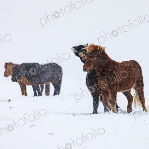 Tough Icelandic horses in deep snow, standing with their heads into the wind, with… Tough Icelandic horses in deep snow, standing with their heads into the wind, with…