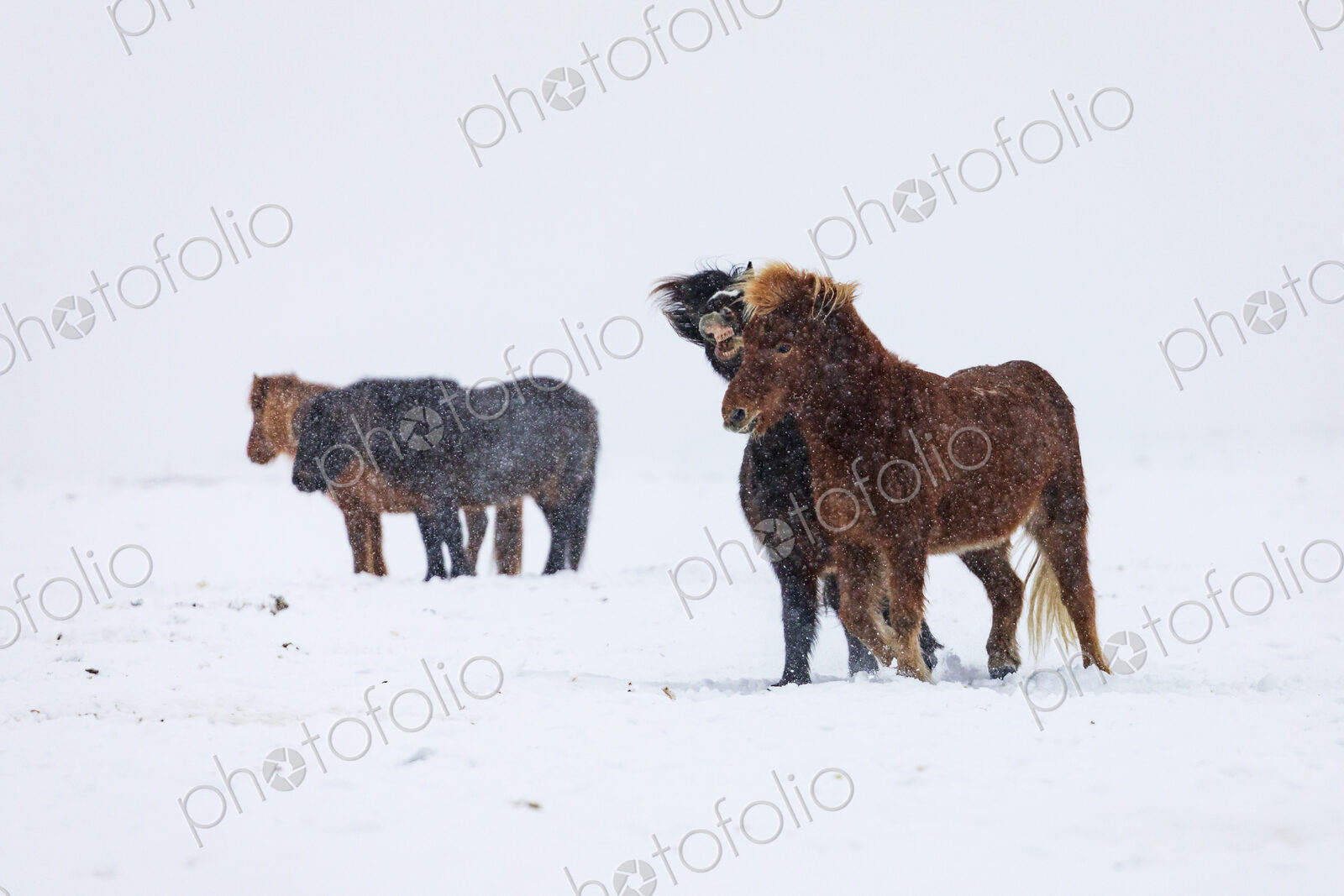 Tough Icelandic horses in deep snow, standing with their heads into the wind, with…