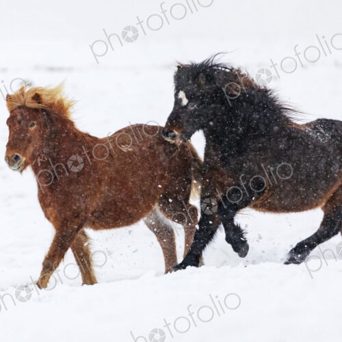 Tough Icelandic horses running in deep snow, standing with their heads into the wind,… Tough Icelandic horses running in deep snow, standing with their heads into the wind,…