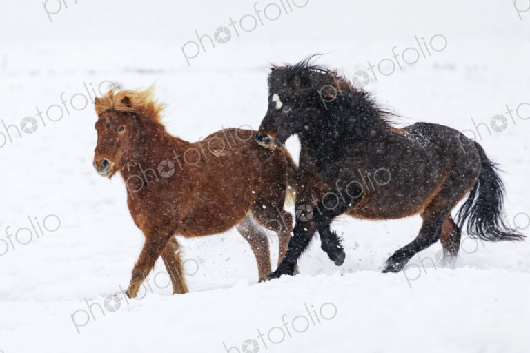 Tough Icelandic horses running in deep snow, standing with their heads into the wind,…