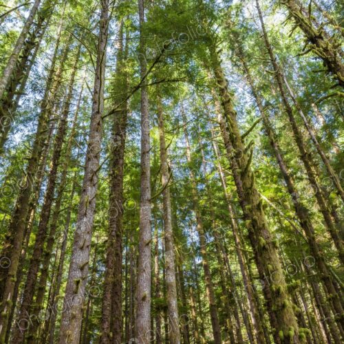 Towering evergreen trees and moss-covered trunks form a lush forest canopy in Olympic…