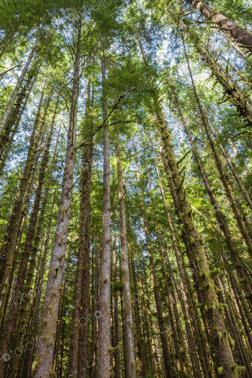 Towering evergreen trees and moss-covered trunks form a lush forest canopy in Olympic…
