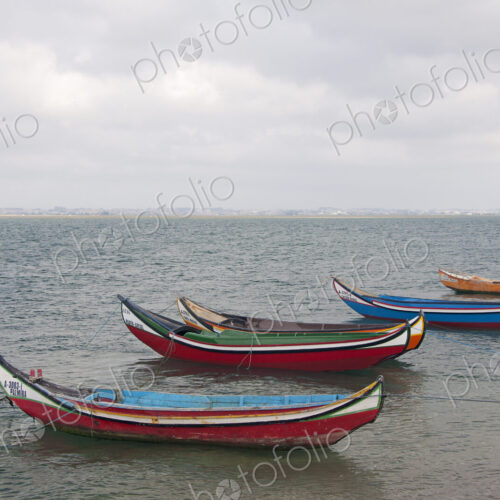 Traditional moliceiros fishing boats with high prows, painted in vivid colours, moored…