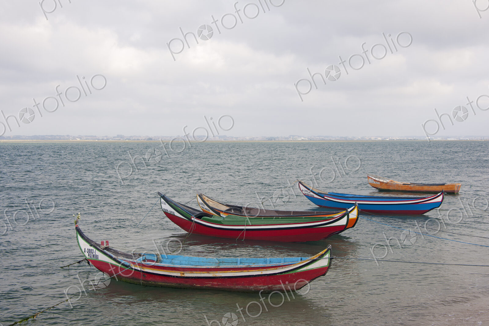 Traditional moliceiros fishing boats with high prows, painted in vivid colours, moored…