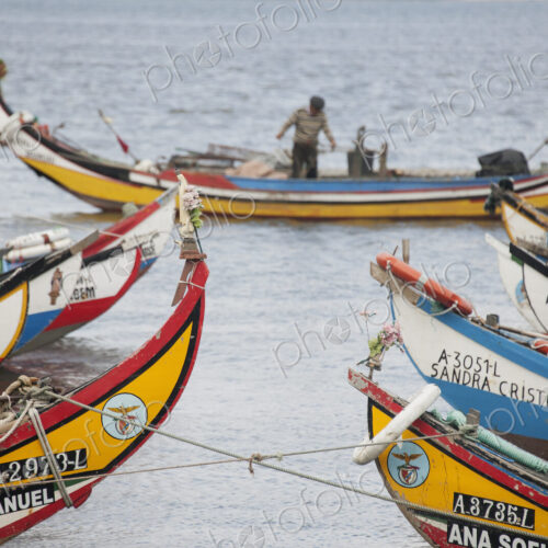 Traditional moliceiros fishing boats with high prows, painted in vivid colours, moored…