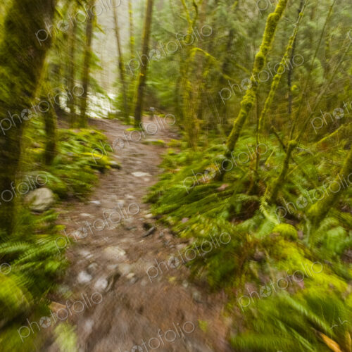 Trail through forest, Lyn, Lyn Canyon, North Vancouver Trail through forest, Lyn, Lyn Canyon, North Vancouver