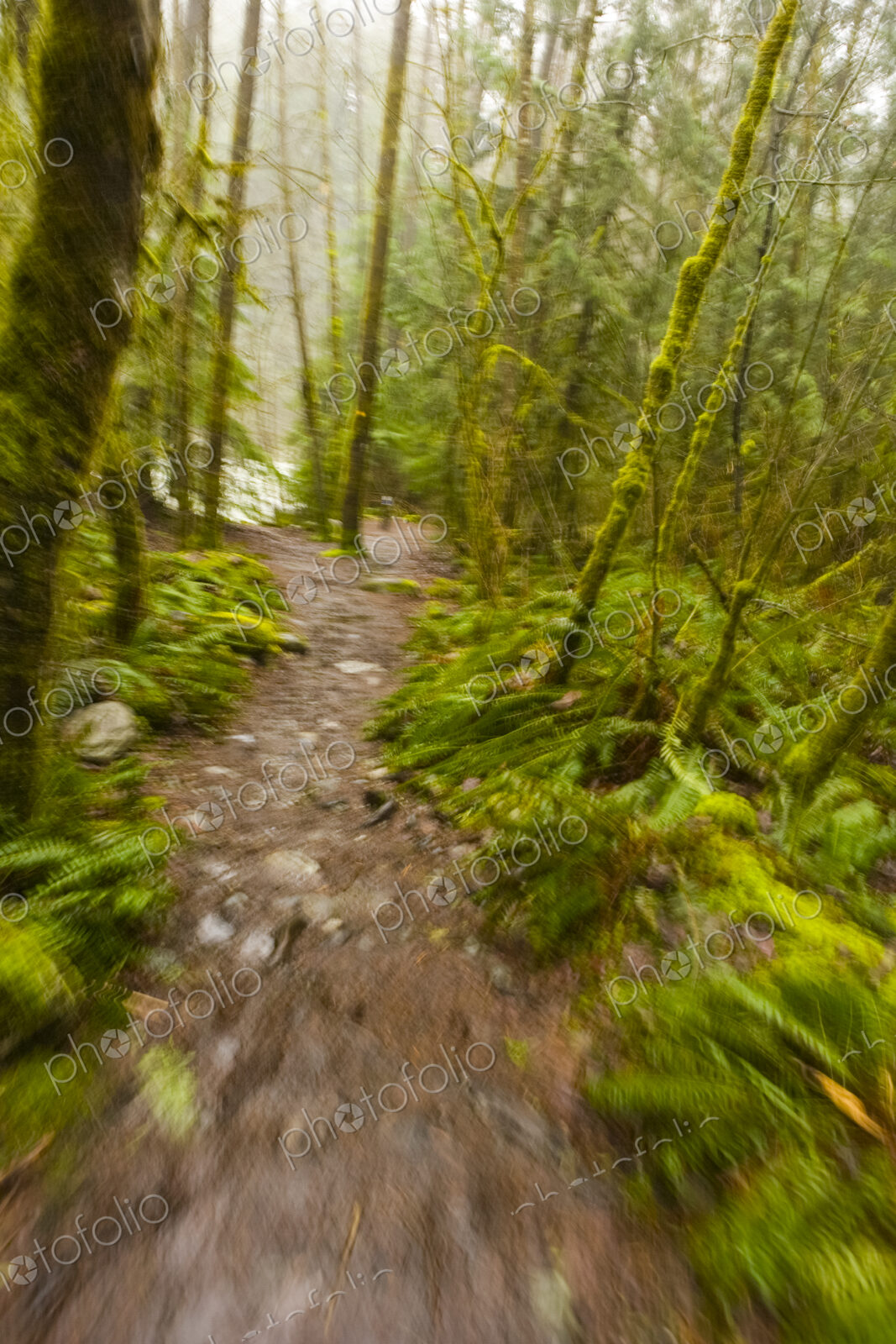 Trail through forest, Lyn, Lyn Canyon, North Vancouver