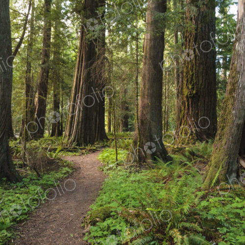 Trail through old growth red cedar and fir trees, Lake Crescent, Olympic National…