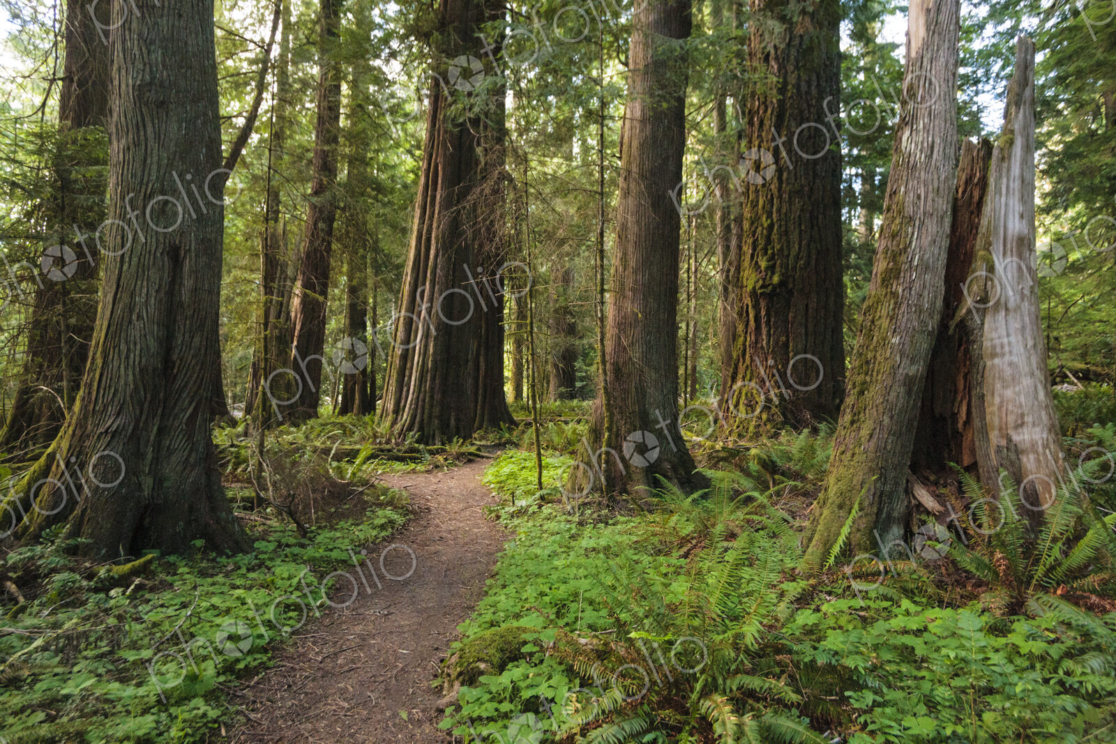 Trail through old growth red cedar and fir trees, Lake Crescent, Olympic National…