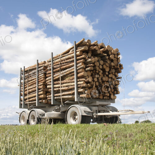 Trailer Full of Timber