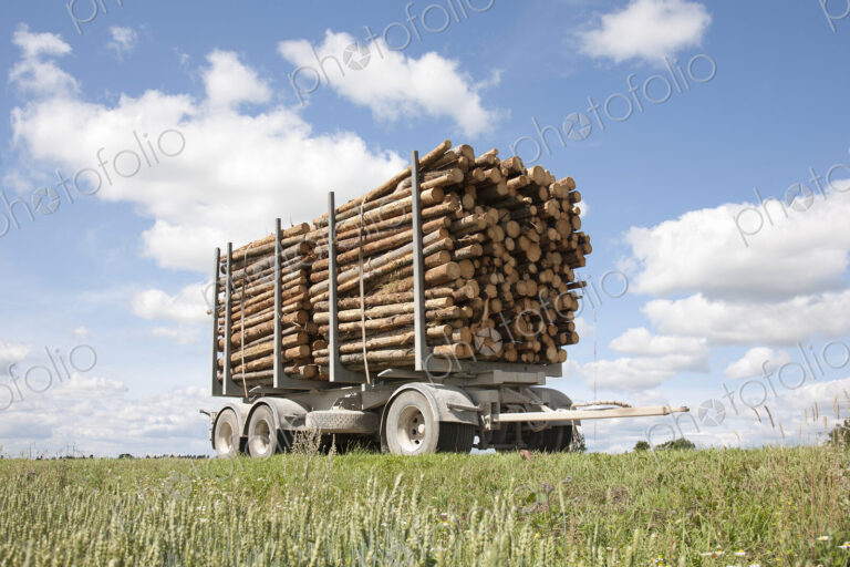 Trailer Full of Timber