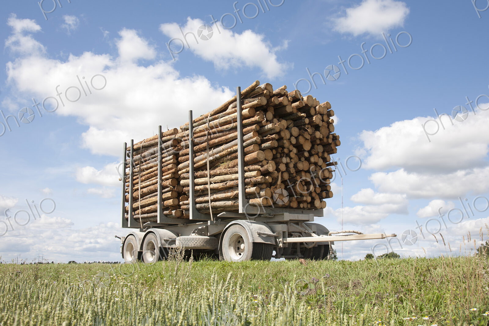 Trailer Full of Timber