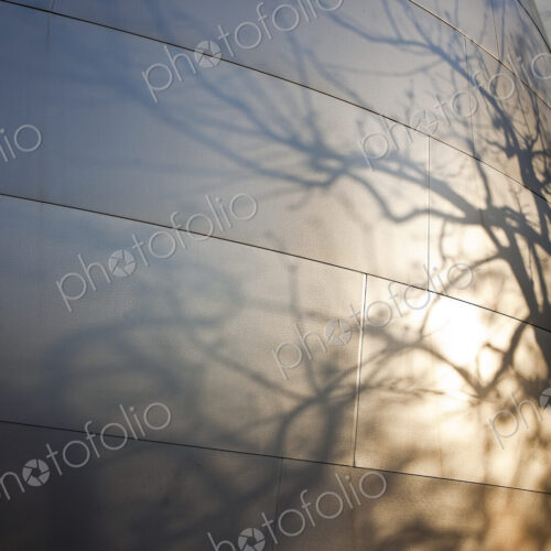 Tree Branch Shadows Cast on a Modern Building