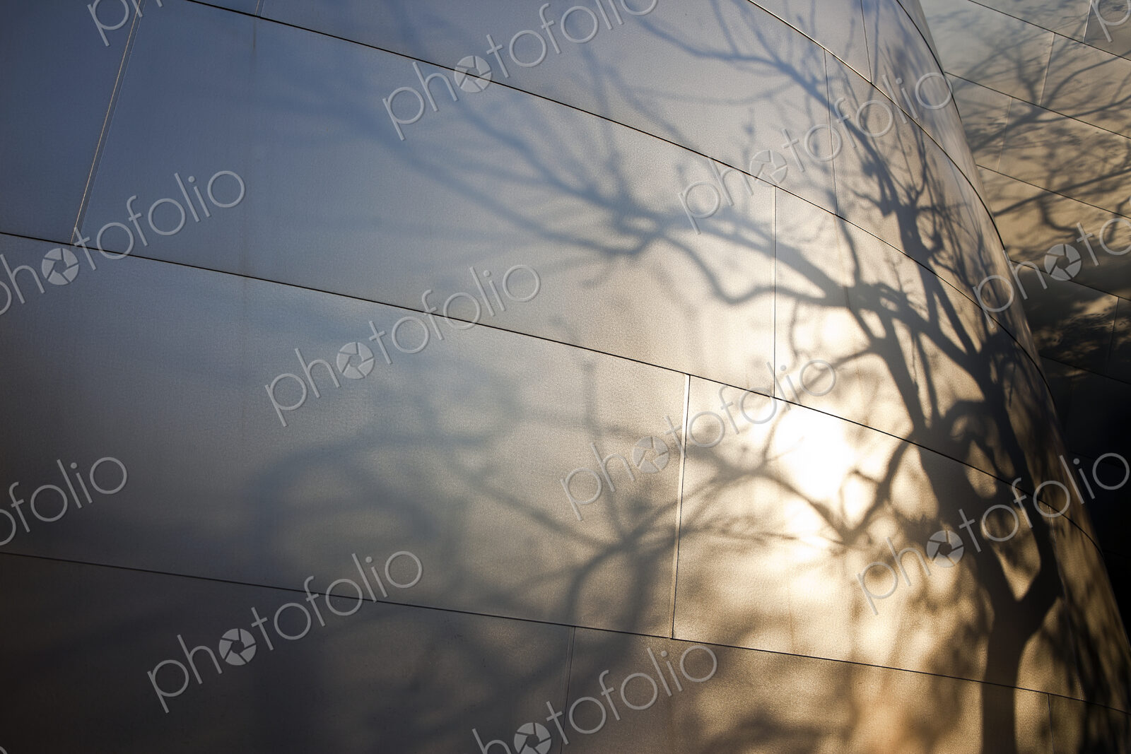 Tree Branch Shadows Cast on a Modern Building