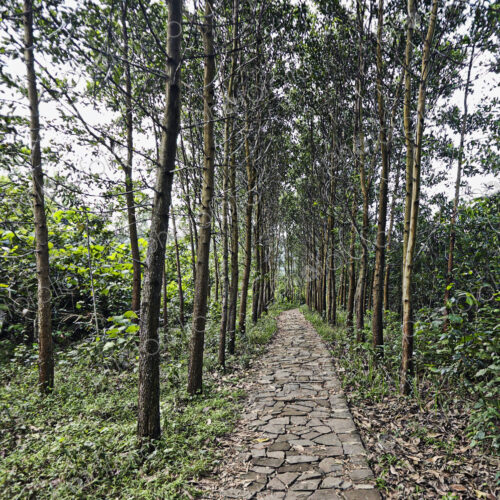 Tree Lined Stone Walkway Tree Lined Stone Walkway