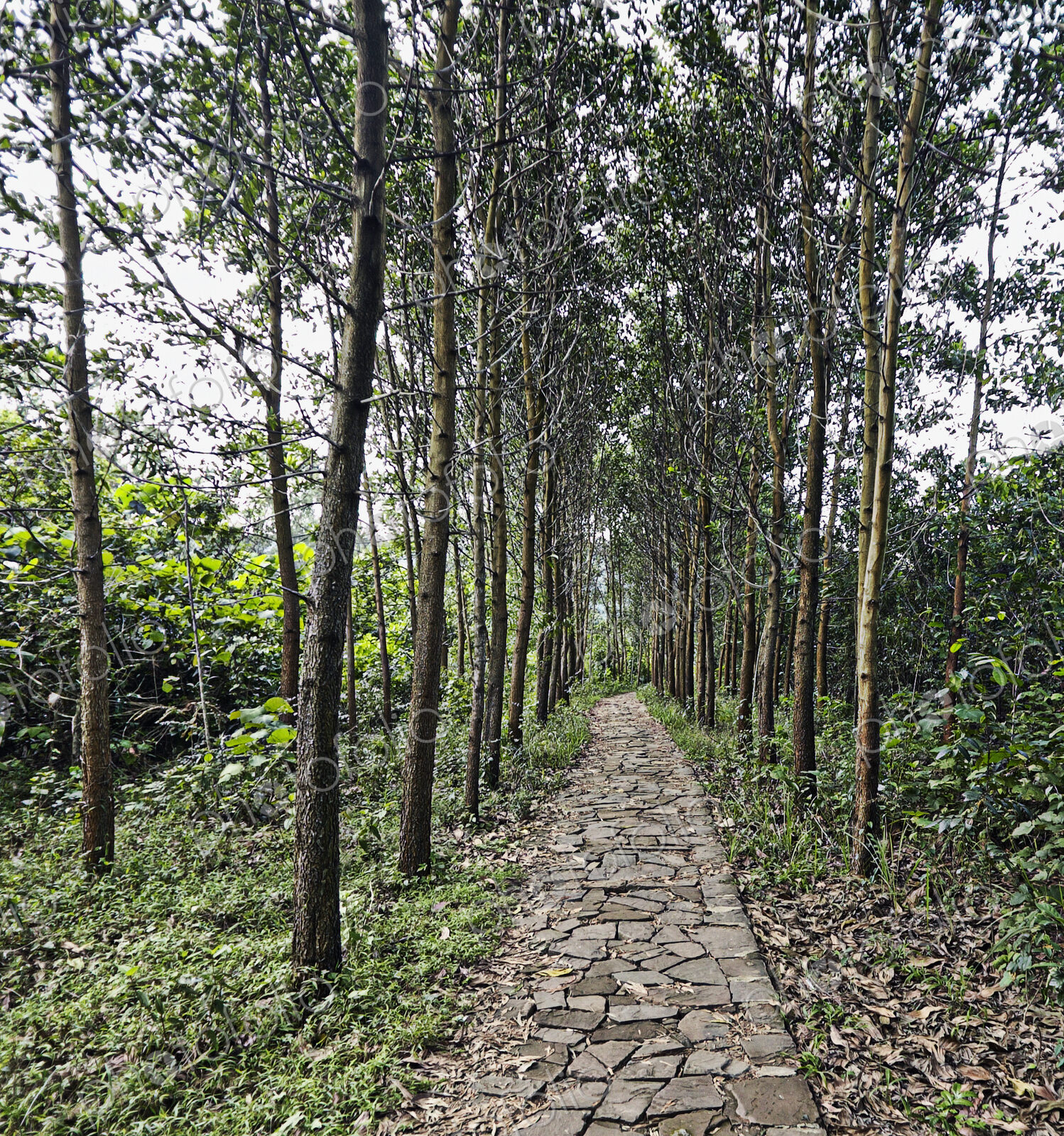 Tree Lined Stone Walkway