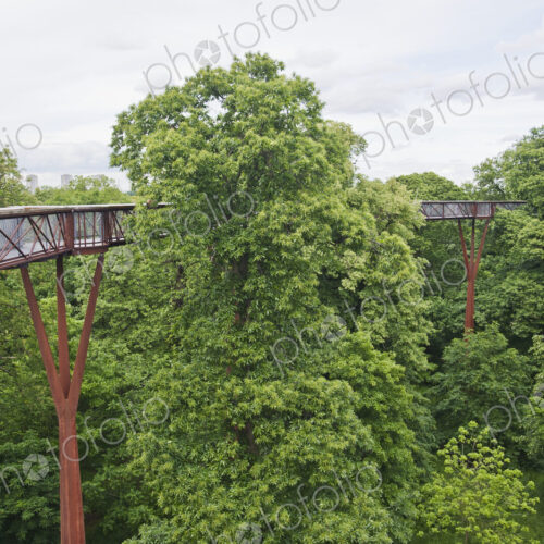 Tree Walkway in Kew Gardens Tree Walkway in Kew Gardens