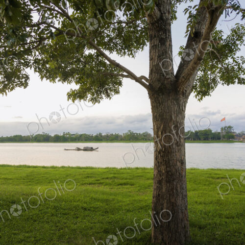 Tree and river