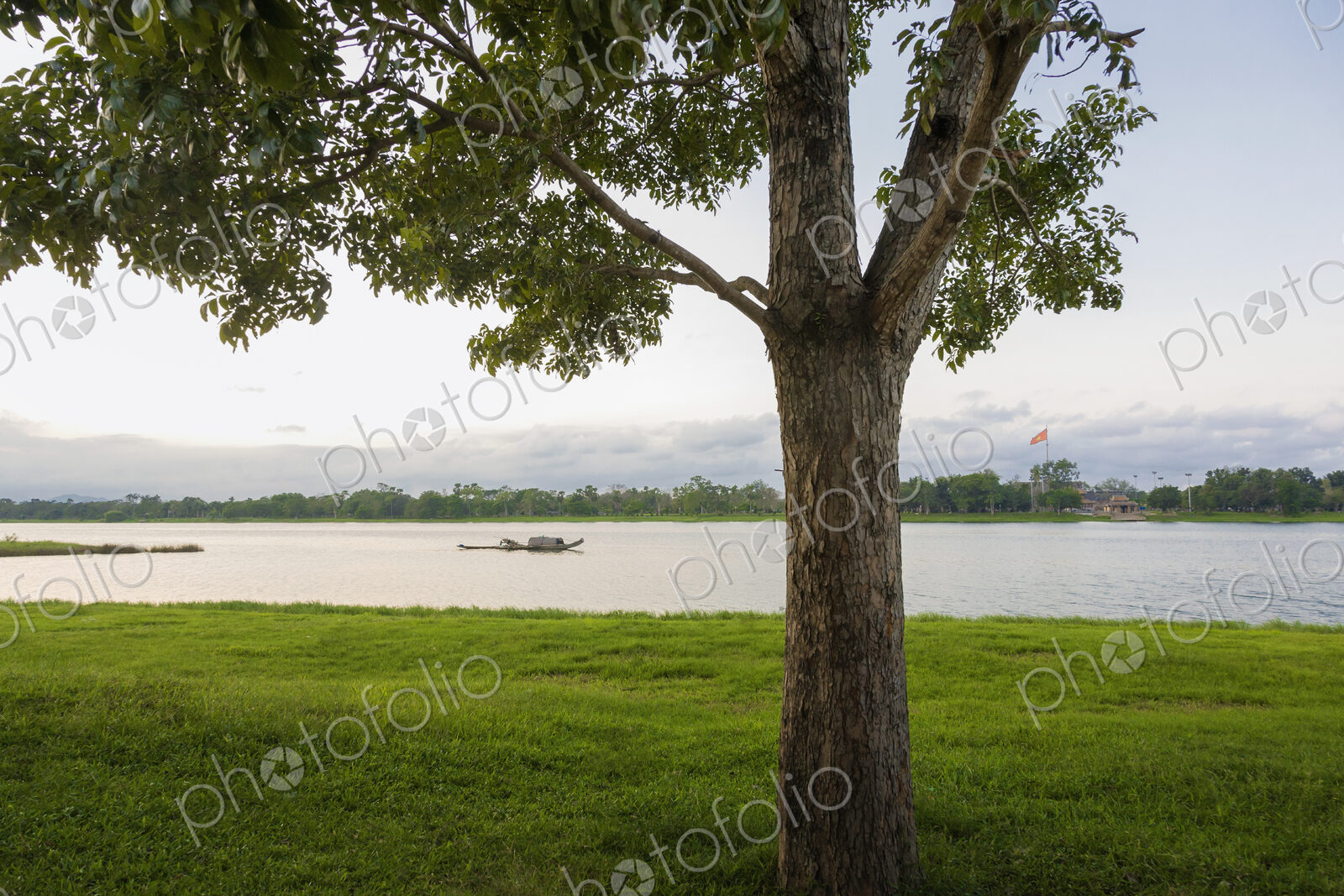 Tree and river