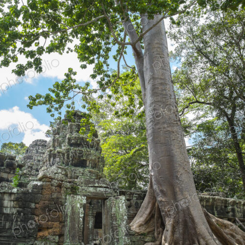 Tree growing on ancient Ta Prohm Temple, Siem Reap, Siem Reap, Cambodia