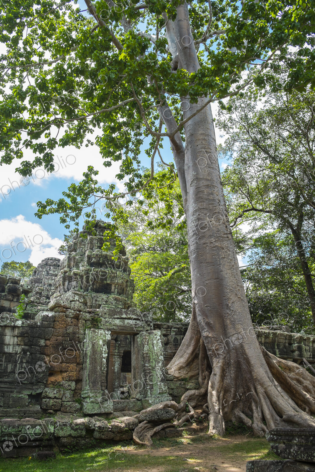 Tree growing on ancient Ta Prohm Temple, Siem Reap, Siem Reap, Cambodia
