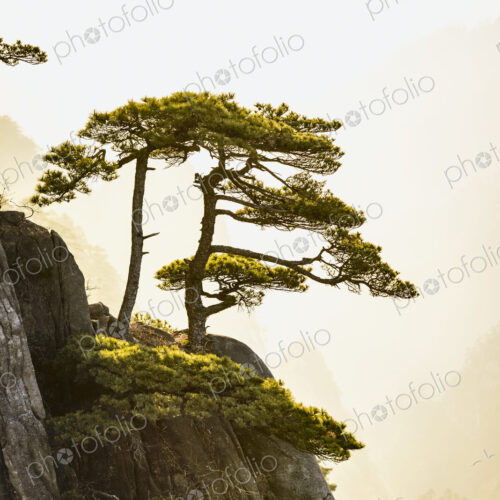 Tree growing on rocky mountain, Huangshan, Anhui, China Tree growing on rocky mountain, Huangshan, Anhui, China