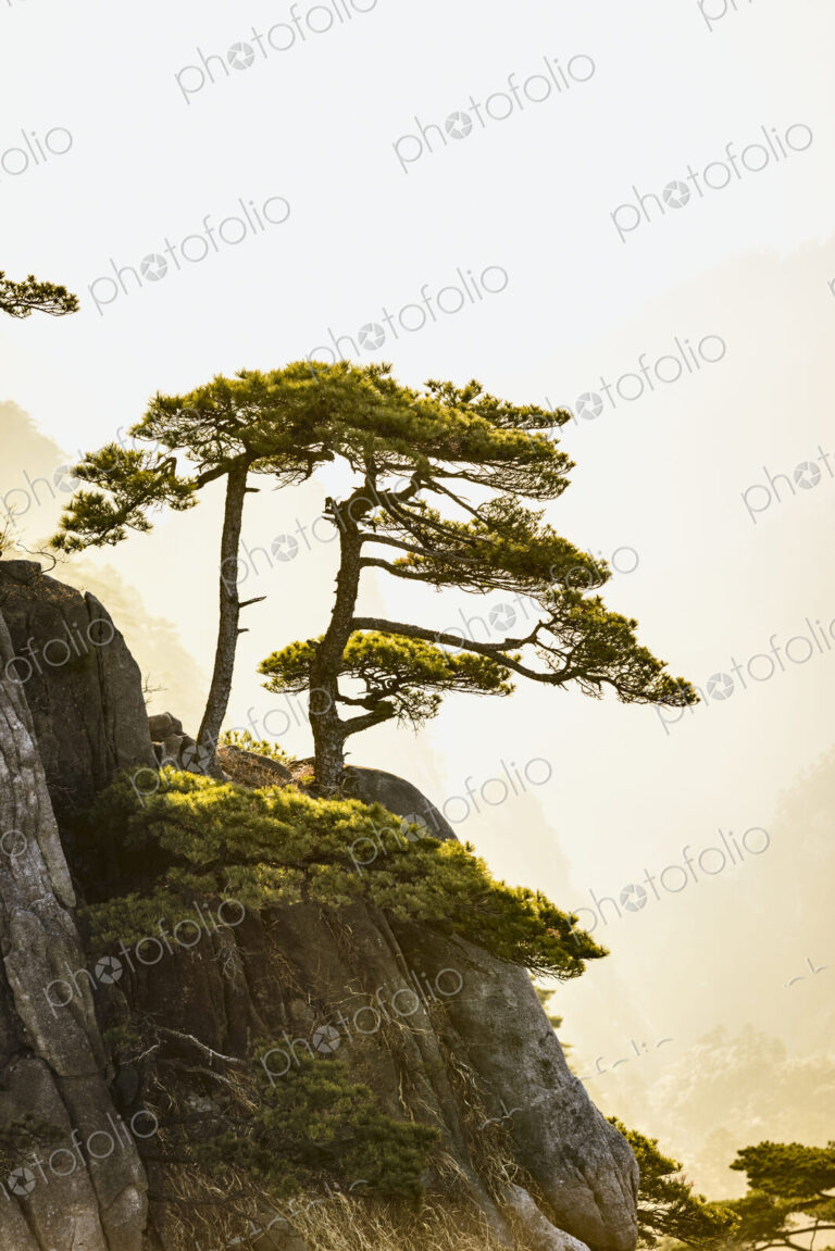 Tree growing on rocky mountain, Huangshan, Anhui, China