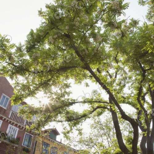 Tree growing outside apartment building. Tree growing outside apartment building.