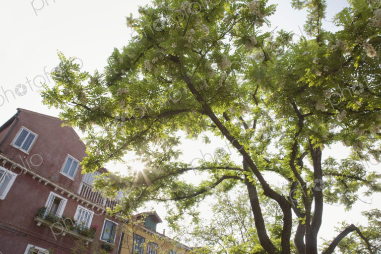 Tree growing outside apartment building.