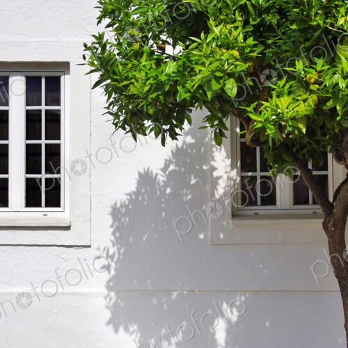 Tree growing outside house Tree growing outside house