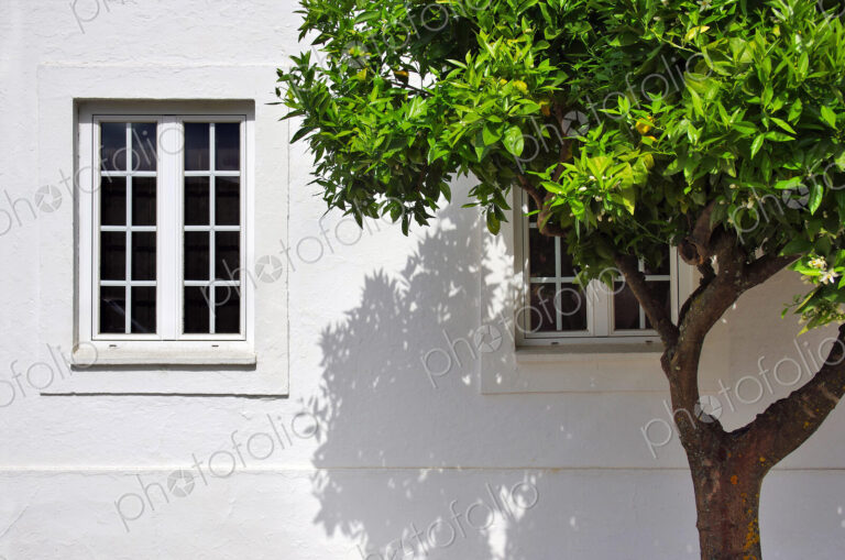 Tree growing outside house