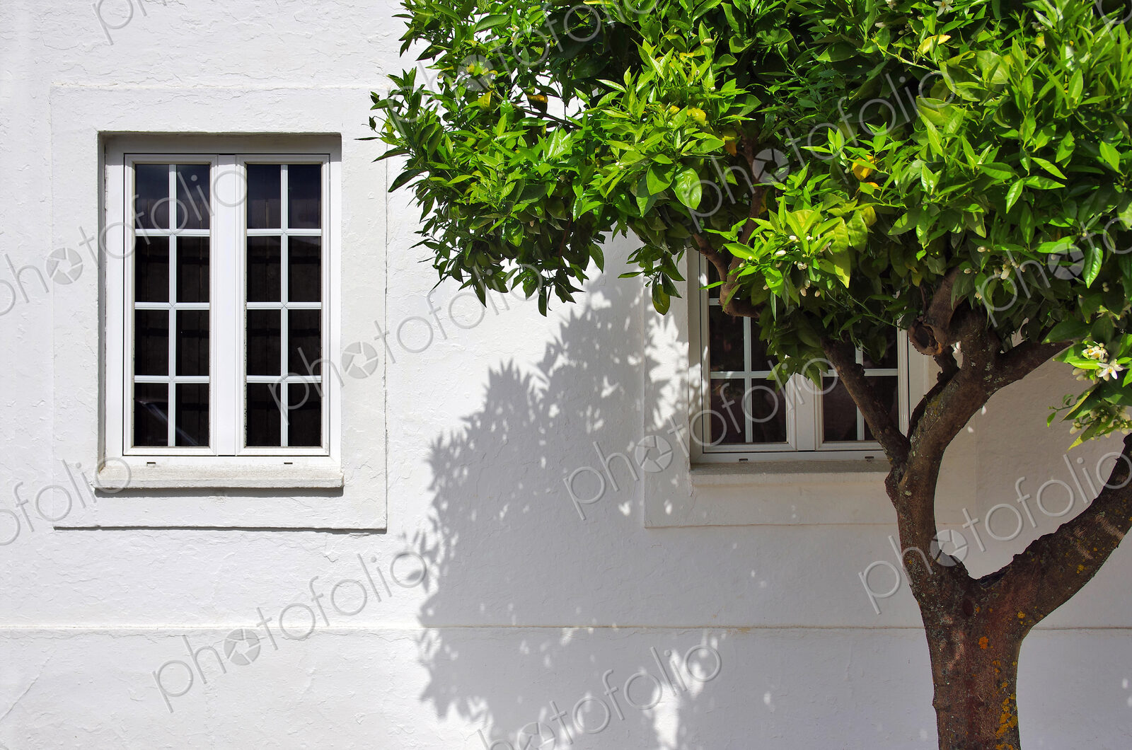 Tree growing outside house