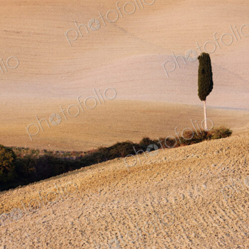 Tree in Field