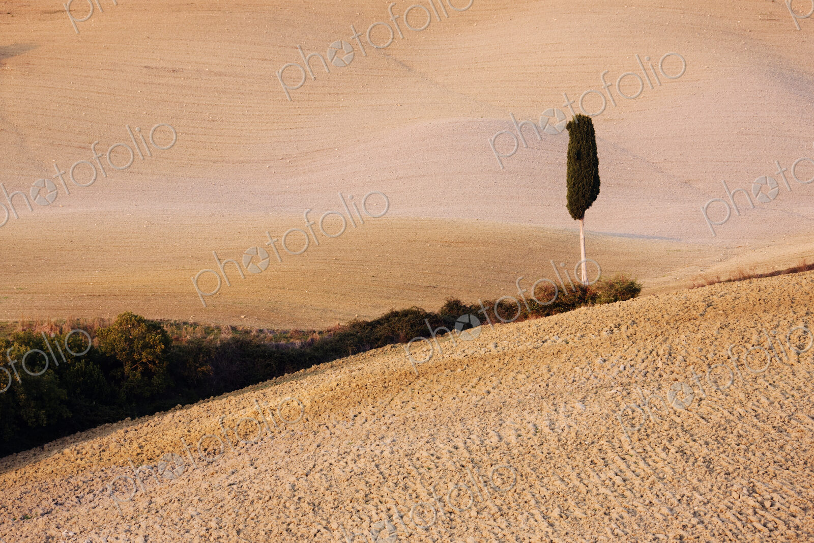 Tree in Field