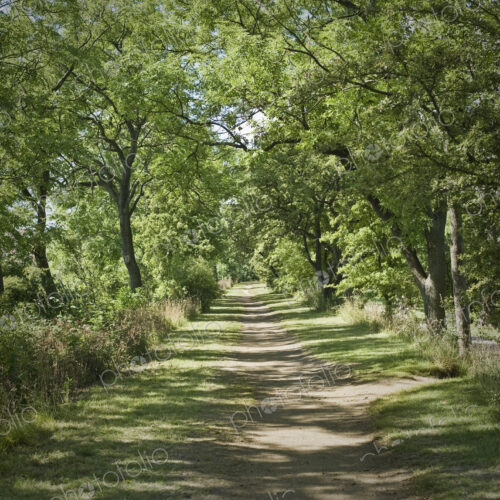 Tree lined pathway