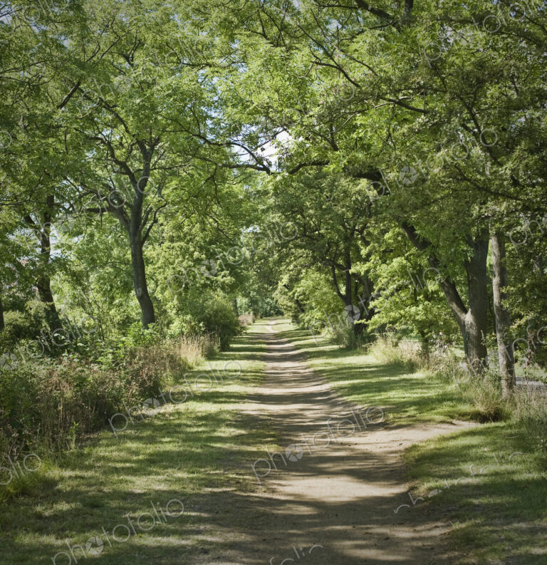 Tree lined pathway