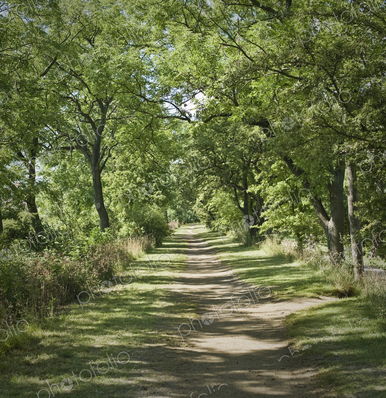 Tree lined pathway