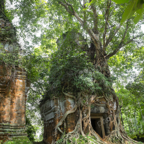 Tree roots growing on Prasat Pram Temple, Koh Ker, Preah Vihear, Cambodia