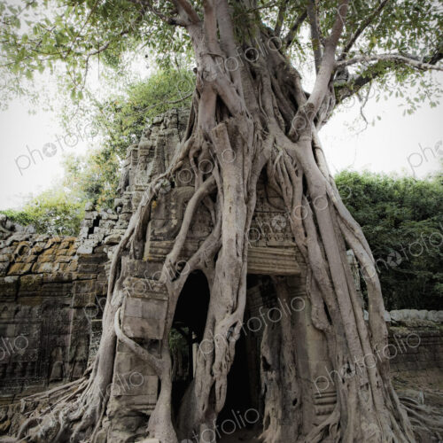 Tree roots growing over temple, Angkor, Cambodia