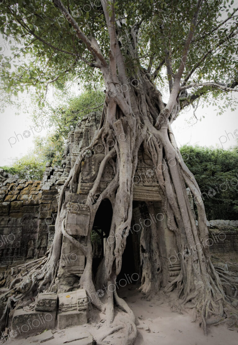 Tree roots growing over temple, Angkor, Cambodia