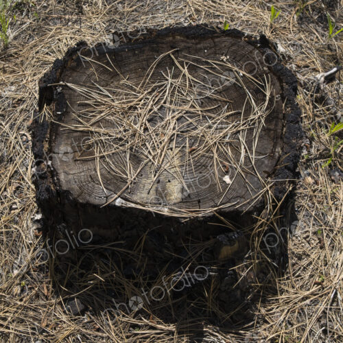 Tree stump and pine needles in forest