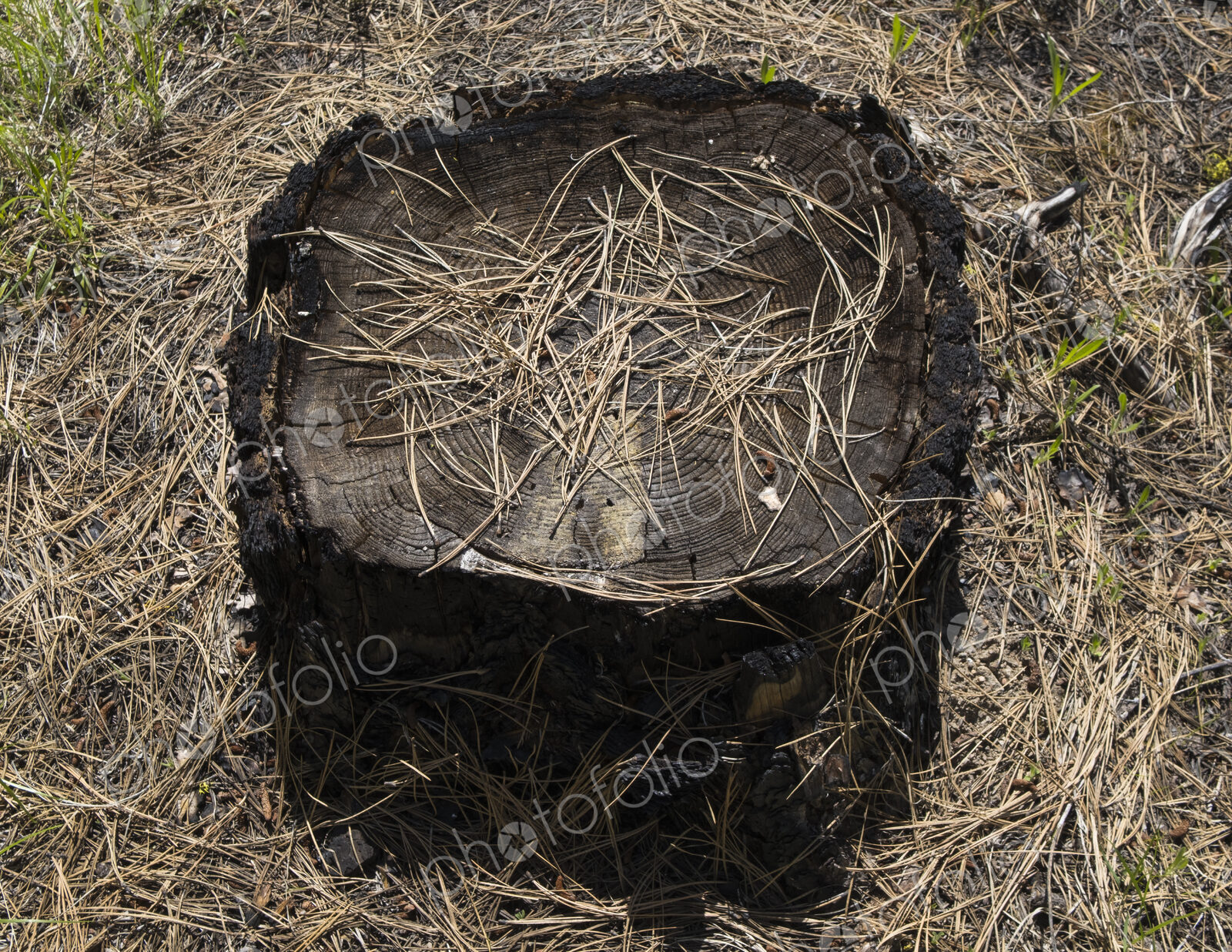 Tree stump and pine needles in forest