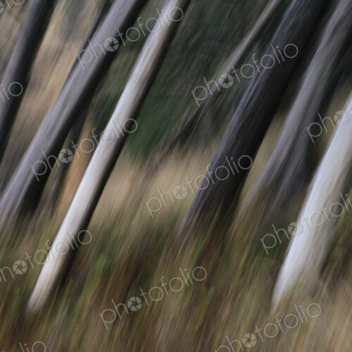 Tree trunks, white straight and smooth leaning at an angle, Arcadia Beach State Park,… Tree trunks, white straight and smooth leaning at an angle, Arcadia Beach State Park,…