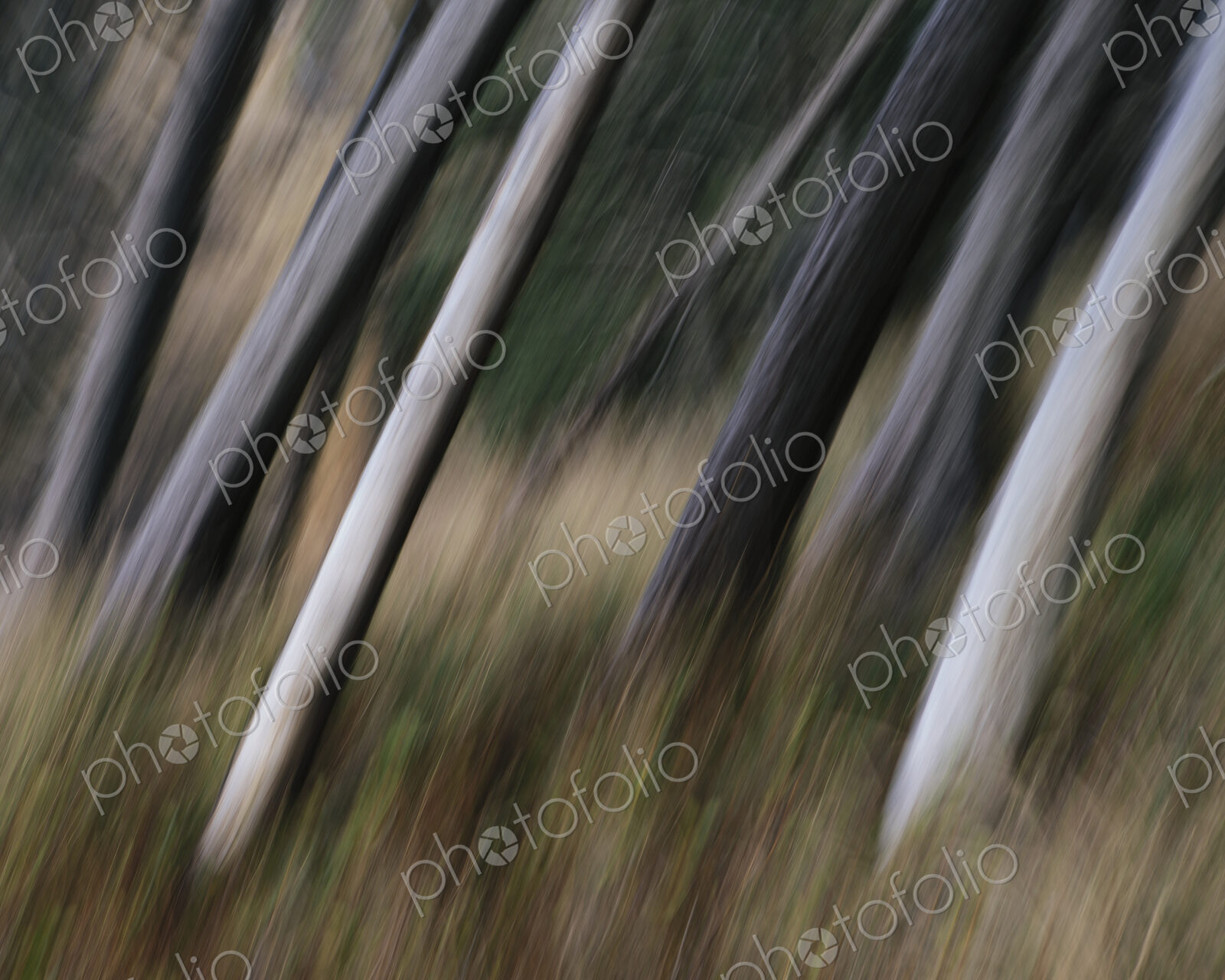 Tree trunks, white straight and smooth leaning at an angle, Arcadia Beach State Park,…