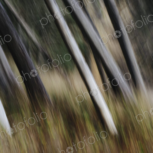Tree trunks, white straight and smooth leaning at an angle, Arcadia Beach State Park,…