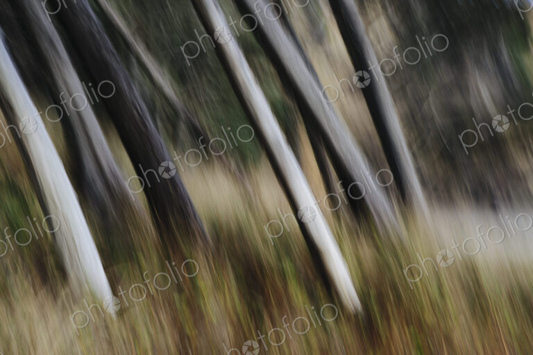Tree trunks, white straight and smooth leaning at an angle, Arcadia Beach State Park,…