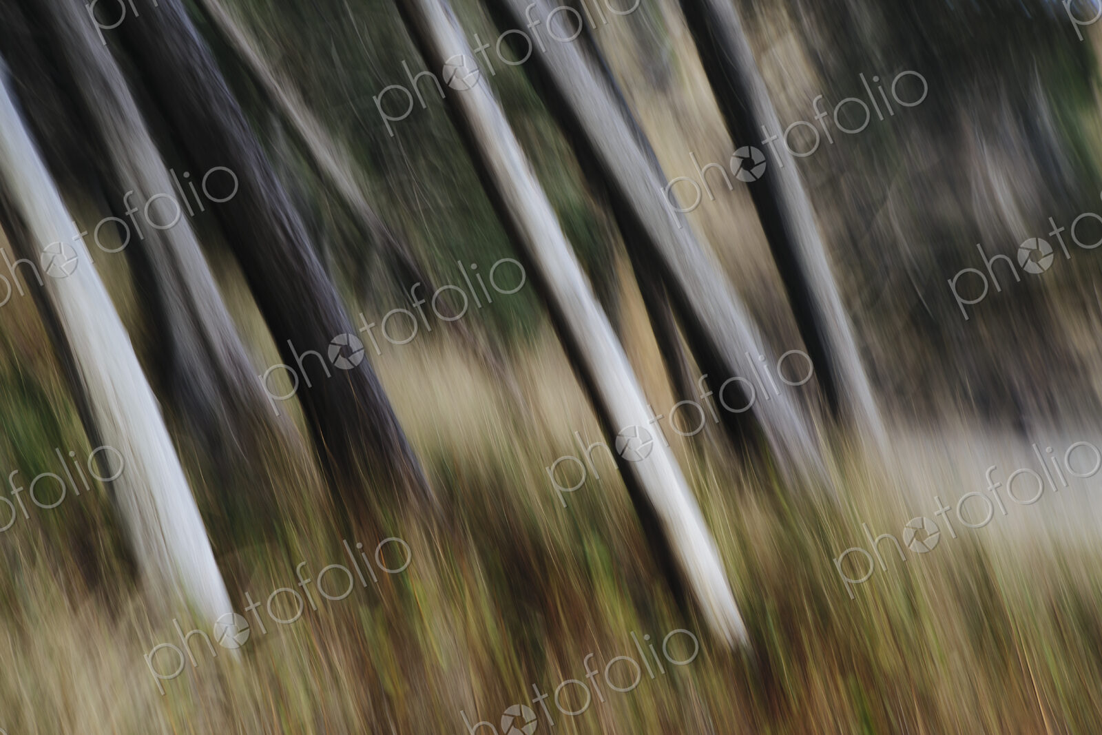 Tree trunks, white straight and smooth leaning at an angle, Arcadia Beach State Park,…