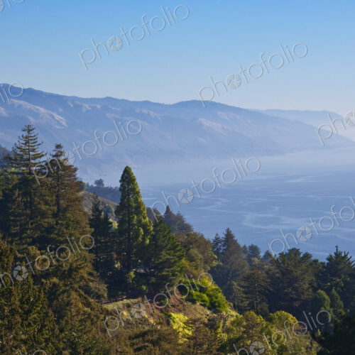 Treed Hillside Near the Ocean Treed Hillside Near the Ocean