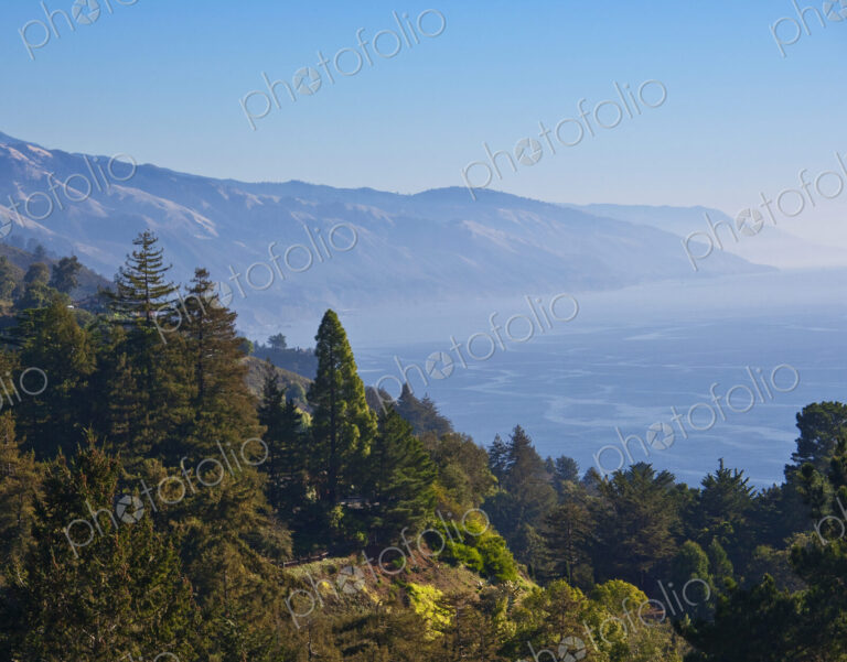 Treed Hillside Near the Ocean