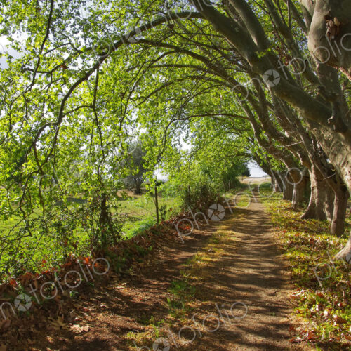 Treelined dirt road, Alentejo, Portugal
